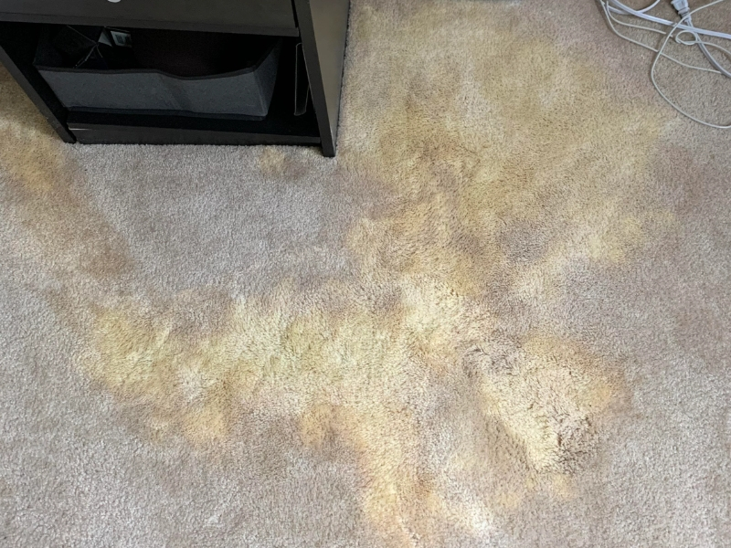 How to Get Bleach Out of Carpet: The Right Way –